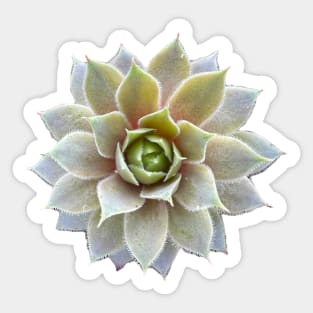 Sempervivum succulent Sticker